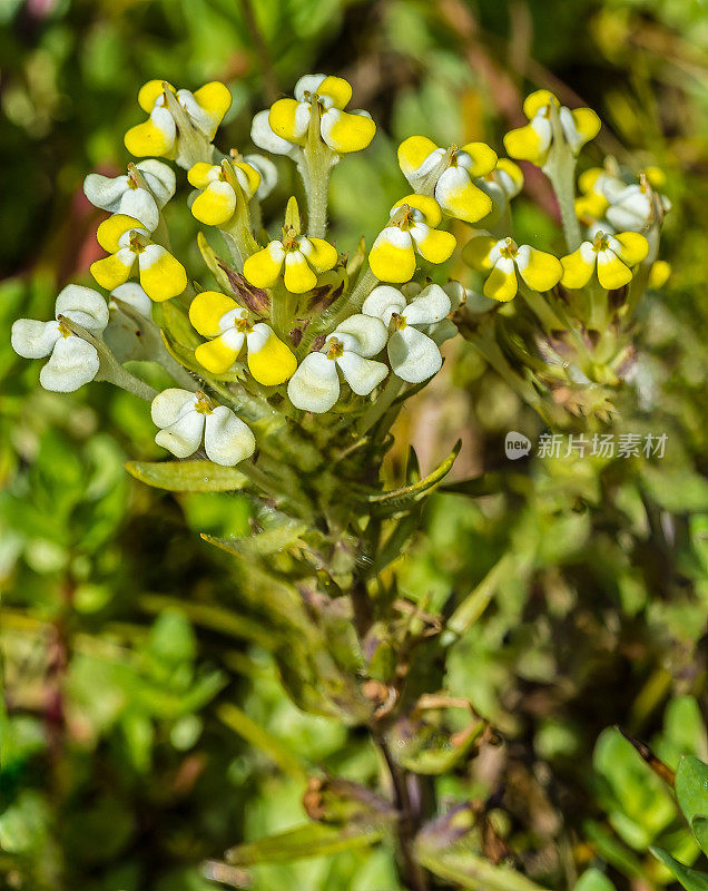 Castilleja campestris是一种印度画笔，俗称春水池印度画笔。杰普森草原保护区，加利福尼亚。列当科